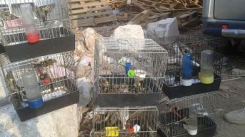 Antalya&rsquo;da Saka Kuşu Satanlar Yakalandı