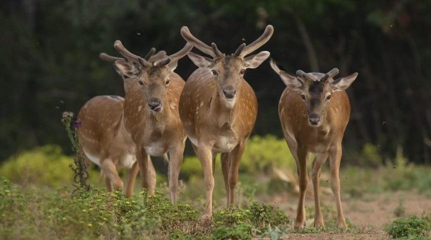 Nesli Tehlike Altındaki Alageyikler G&ouml;r&uuml;nt&uuml;lendi