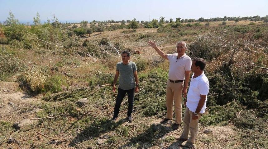 Mezitli’deki Ağaç Katliamına Başkan Tarhan ’dur’ Dedi