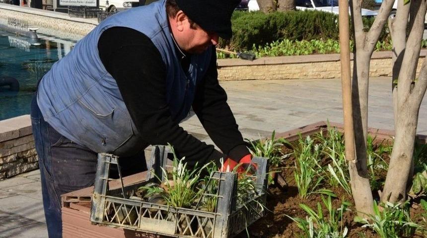 Mevsimlik &Ccedil;i&ccedil;ekler Alaşehir&rsquo;in Her Yanında