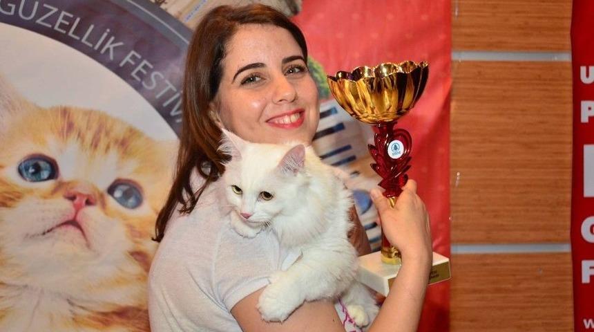 Pursaklar&rsquo;da Hafta Sonu Kedi G&uuml;zellik Festivali Var