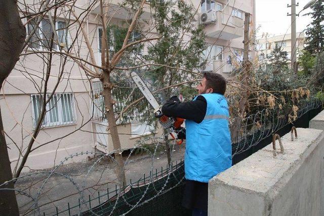 Haliliye’den Selahattin Eyyubi’de İlaçlama Ve Budama Çalışması