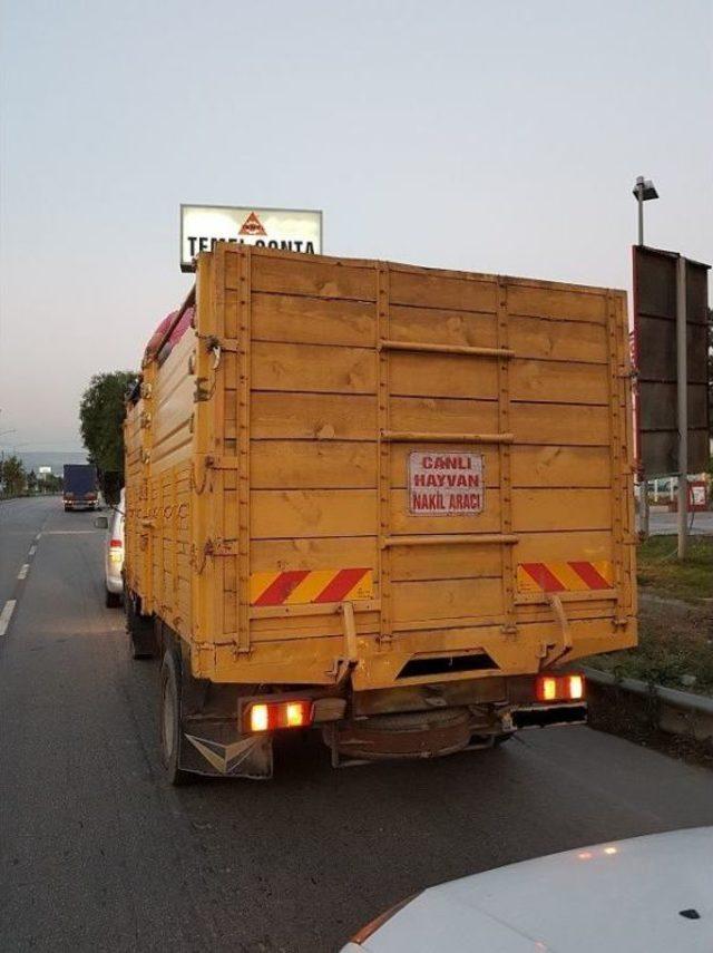 ’hayvan Nakil Aracı’ Yazan Kamyondan 7 Bin Litre Kaçak Mazot Çıktı