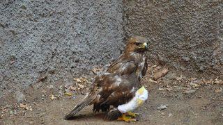 Yaralı Tavşancıl Kuşu, Rehabilitasyon Merkezine Sevk Edildi