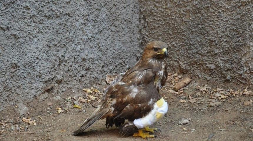 Yaralı Tavşancıl Kuşu, Rehabilitasyon Merkezine Sevk Edildi