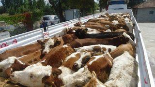 Genç Çiftçiler Büyükbaş Hayvanlarına Kavuşuyor