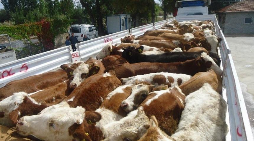 Genç Çiftçiler Büyükbaş Hayvanlarına Kavuşuyor