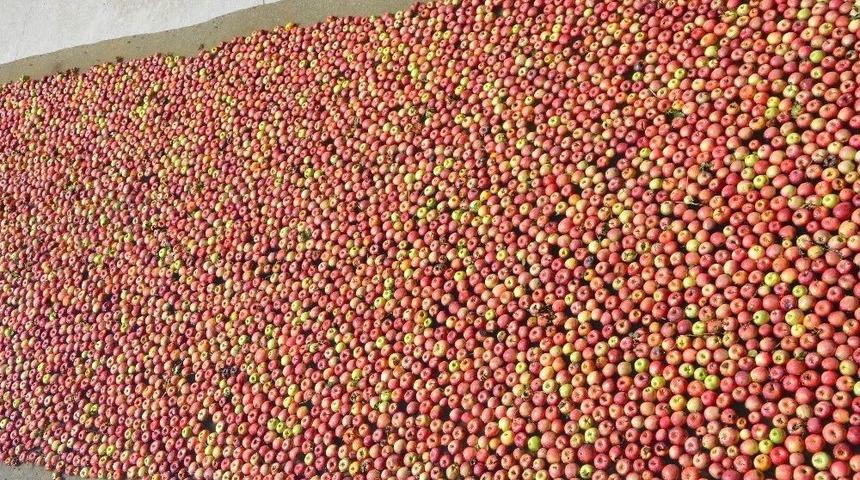 Meyve Suyu Farikası Ankon Elma Alımına Başladı