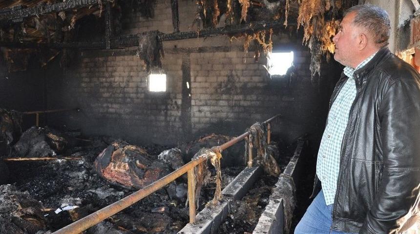 Hamile İnekler Yangında Telef Oldu