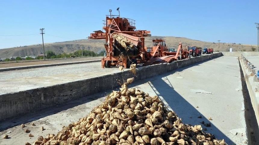 Pancar Alımları T&ouml;renle Başladı