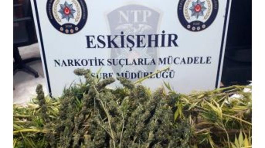 Saksıda Kenevir Yetiştiren Şahıs Yakalandı