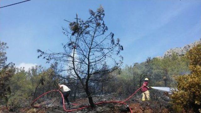 Datça'da 5 Dönüm Kızılçam Ormanı Yandı