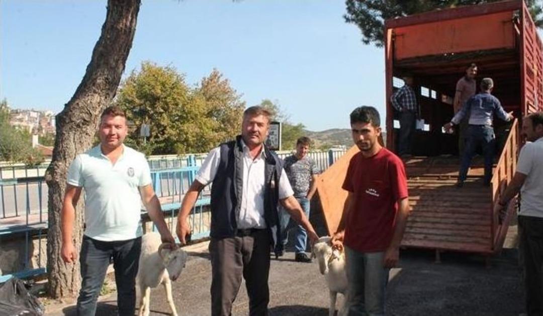 Koyun Ve Ke&ccedil;ilerde Verimliliği Artırmak İ&ccedil;in Kıvırcık Irkı Damızlık Ko&ccedil; Dağıtıldı