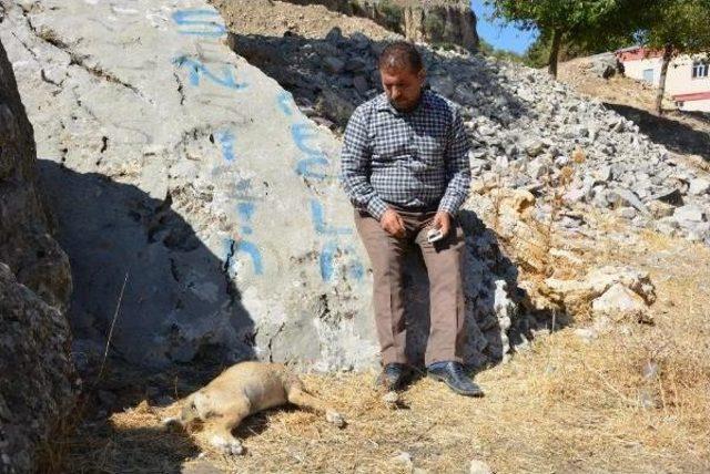 Dere Yatağında Başları Kesilmiş 2 Yavru Köpek Bulundu