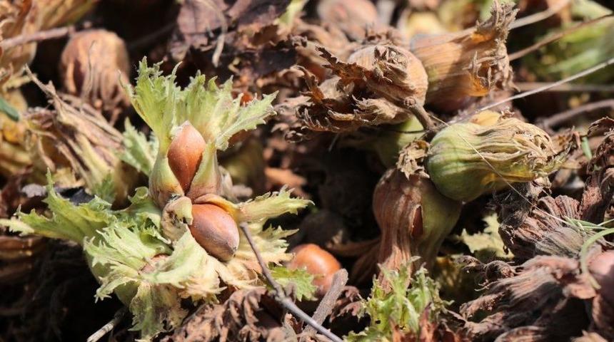 Sel Fındık &Uuml;reticisini Vurdu