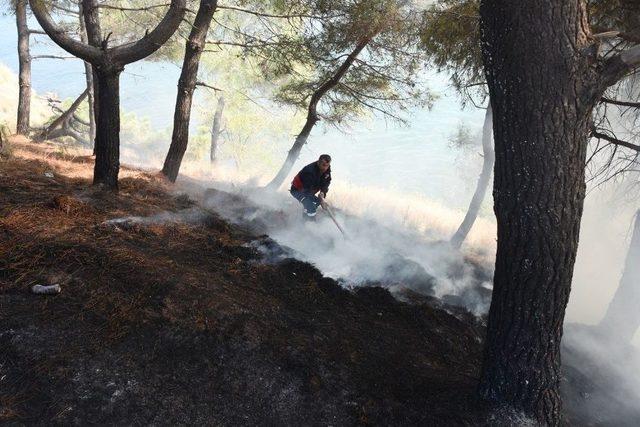 Sinop’ta Orman Yangını