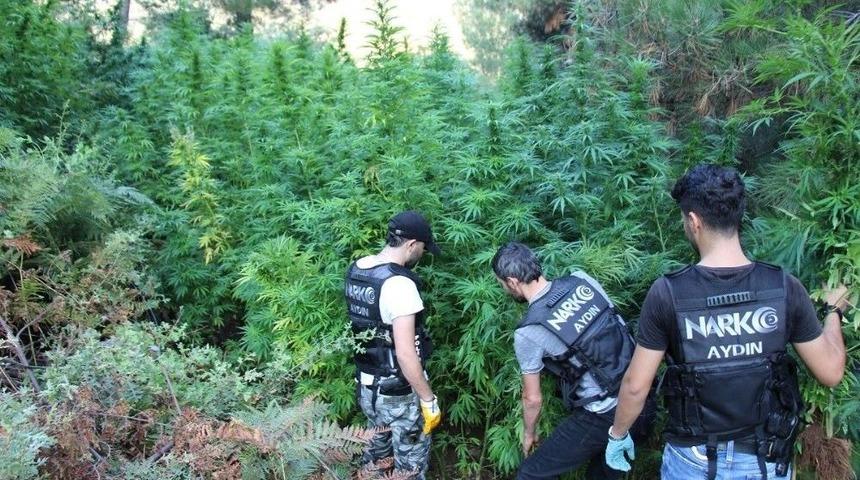 3069 K&ouml;k Kenevir Narkotim&rsquo;e Takıldı