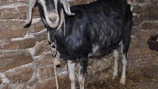 Keçiye Tecavüz Iddiası