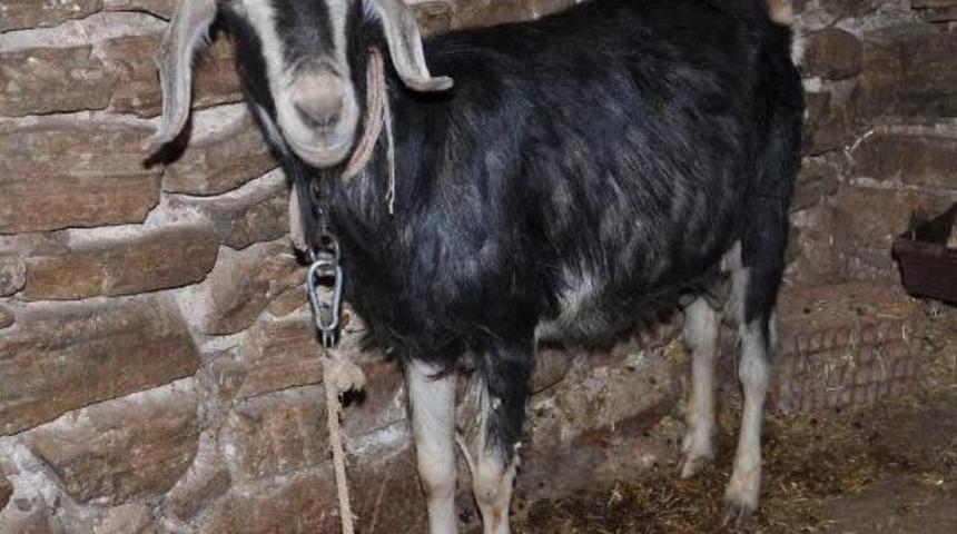 Keçiye Tecavüz Iddiası