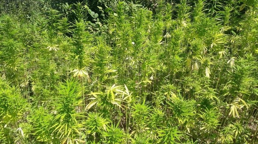 Jandarma Ekiplerinin Takibi Ormandaki Zehir Tarlasını Ortaya &Ccedil;ıkardı