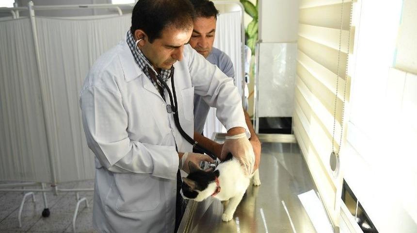 Yeşilyurt Belediyesinden &Uuml;cretsiz Aşılama Hizmeti