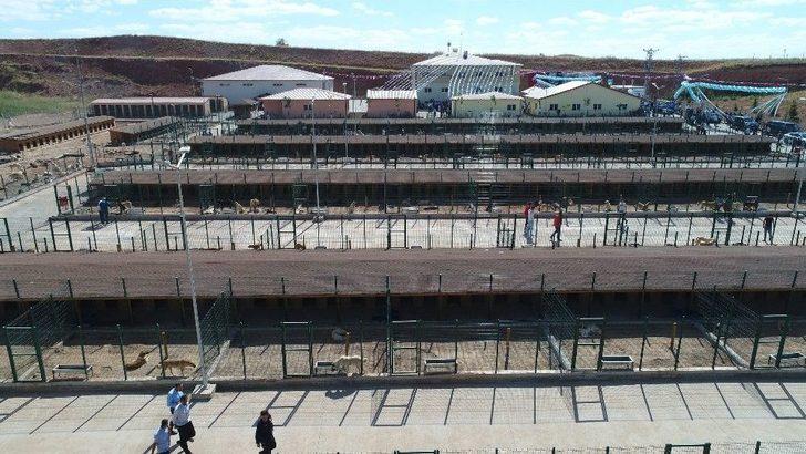 Sokak Hayvanlarına 7,5 Milyon Liralık Yeni Yuva G2