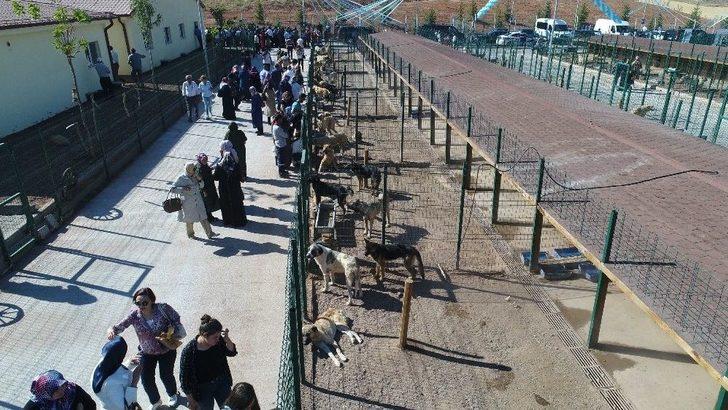 Sokak Hayvanlarına 7,5 Milyon Liralık Yeni Yuva G3