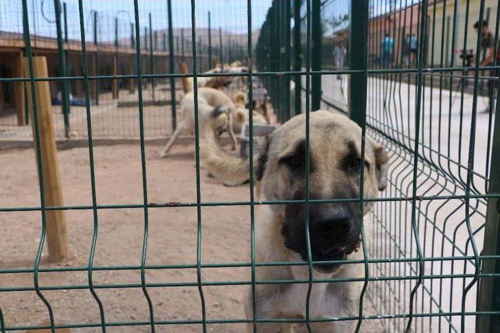 Sokak Hayvanlarına 7,5 Milyon Liralık Yeni Yuva G4