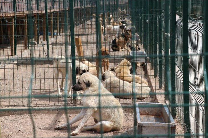 Sokak Hayvanlarına 7,5 Milyon Liralık Yeni Yuva G5