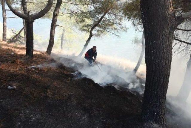 Sinop’Ta Orman Yangını