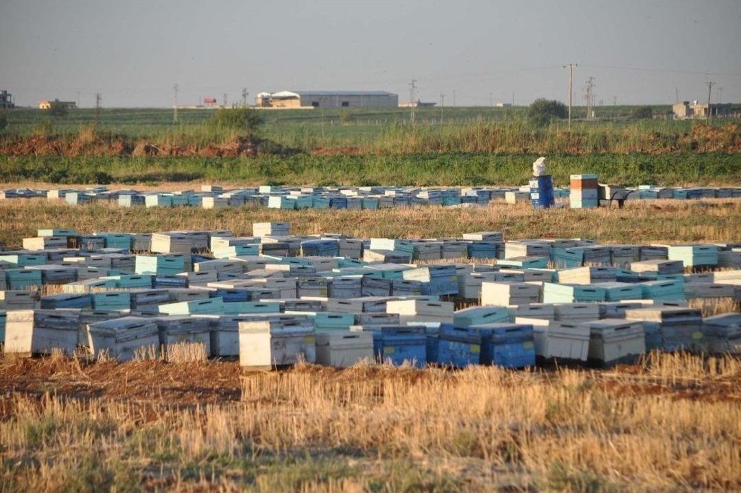 Şanlıurfa&rsquo;da Arı &Ouml;l&uuml;mleri