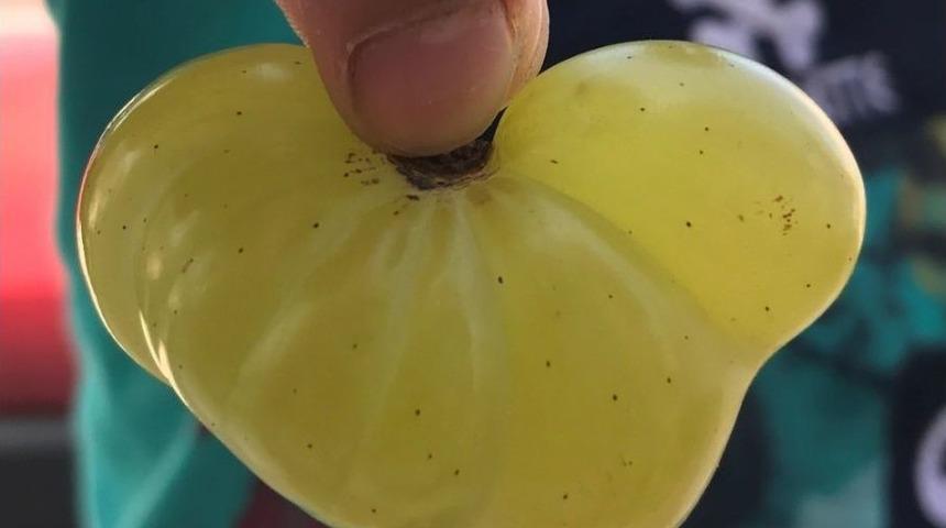 Yediz Ve D&ouml;rd&uuml;z &Uuml;z&uuml;m Tanesi G&ouml;renleri Şaşırttı