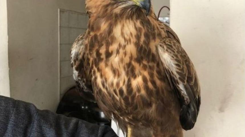 Ağrı&rsquo;da Bulunan Yaralı Şahin Koruma Altın Alındı