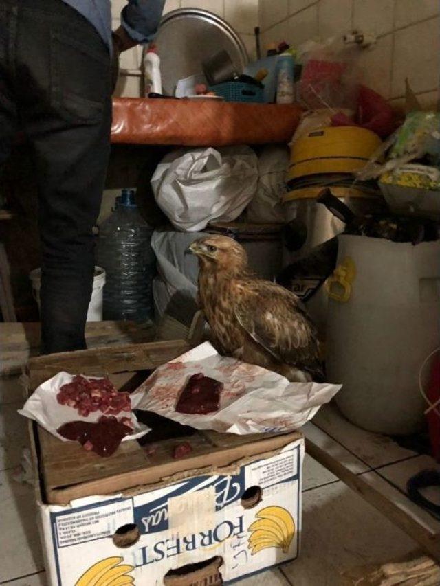 Ağrı’da Bulunan Yaralı Şahin Koruma Altın Alındı