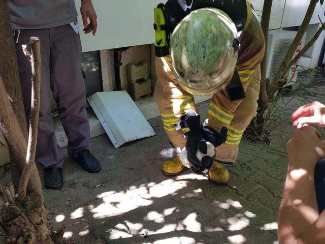 (özel) Gittikleri Hastanede Kedi Sahiplendiler