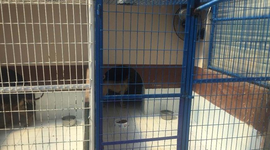 Beyoğlu&rsquo;nda Sokak Hayvanları Vantilat&ouml;rle Serinleyecek