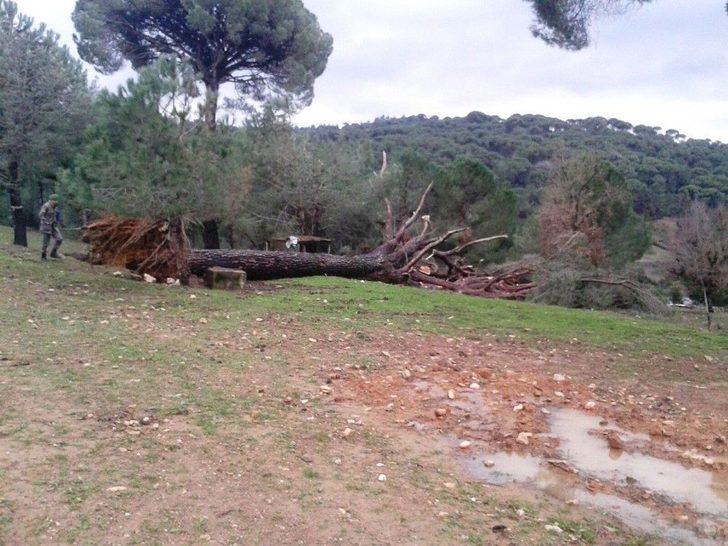 Tarladaki Çatlaklar Çam Ağacını Devirdi G1