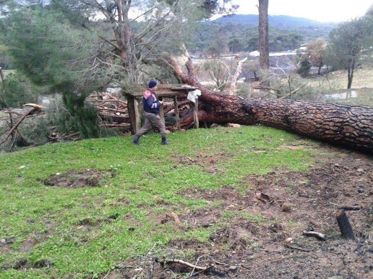 Tarladaki Çatlaklar Çam Ağacını Devirdi G2