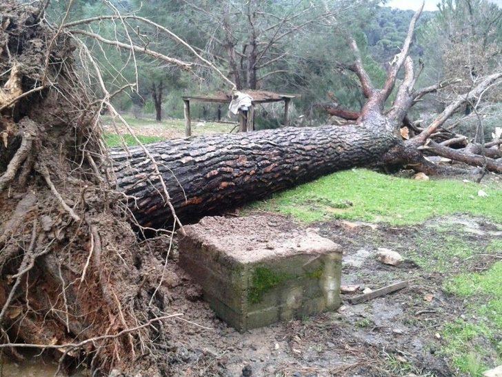 Tarladaki Çatlaklar Çam Ağacını Devirdi G3