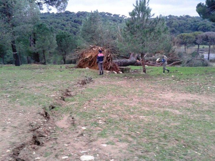 Tarladaki Çatlaklar Çam Ağacını Devirdi G4