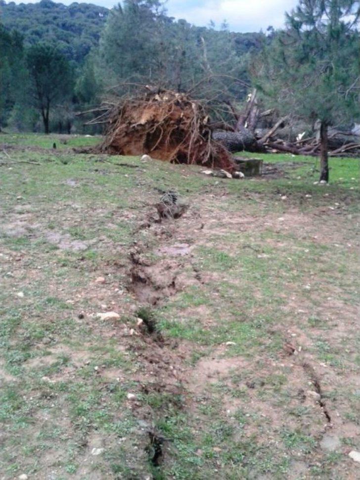 Tarladaki Çatlaklar Çam Ağacını Devirdi G5