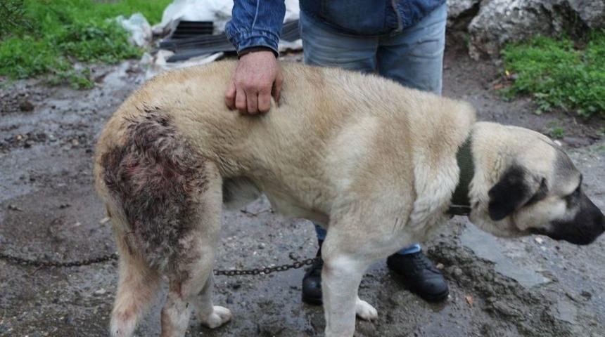 Şehre İnen Domuz S&uuml;r&uuml;s&uuml; K&ouml;peğe Saldırdı