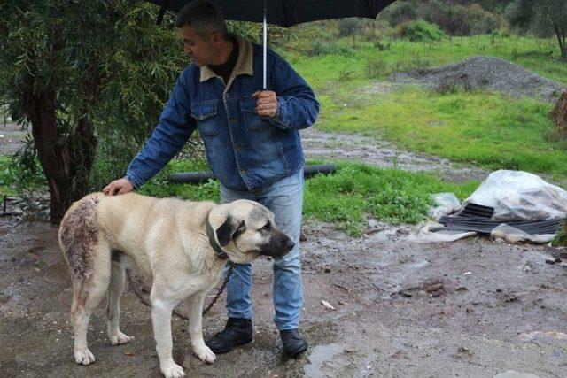 Şehre İnen Domuz Sürüsü Köpeğe Saldırdı