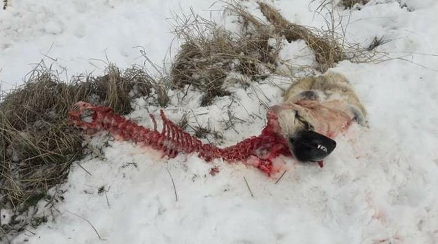 A&ccedil; Kalan Kurtlar, K&ouml;peği Yedi