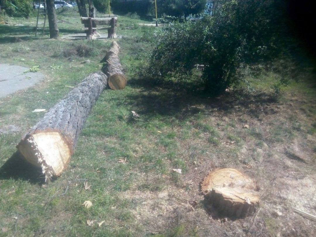 Siirt &Uuml;niversitesinde Ağa&ccedil;ların Kesilmesine Tepki