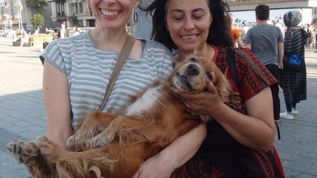 (özel Haber) 2 Bin Lira Ödüllü Köpek, Taksim Metrosunda Bulundu