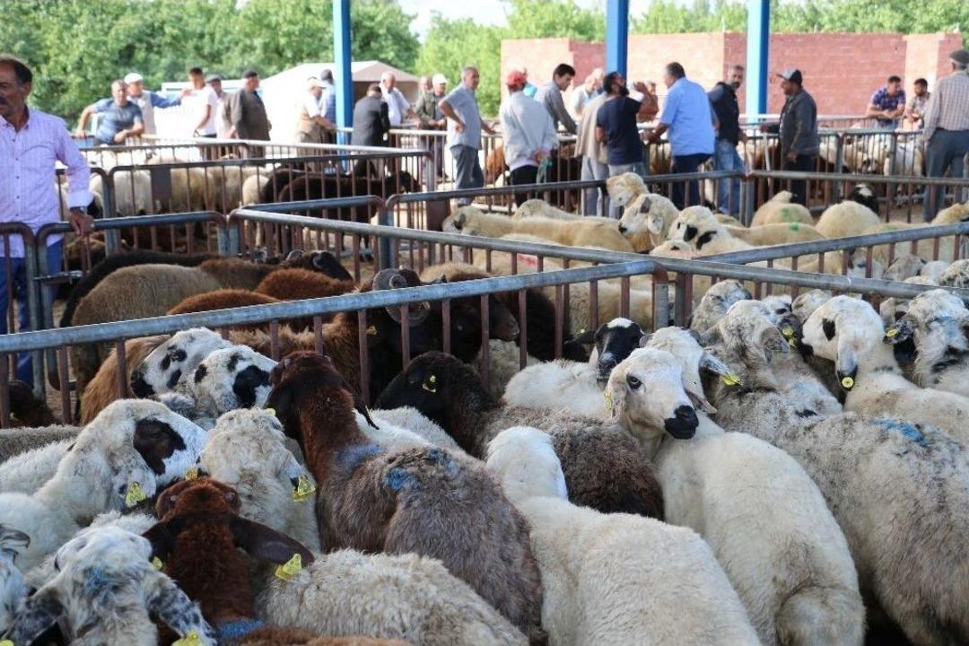 İl M&uuml;d&uuml;r&uuml; Şahin Kurbanlık Hayvan Satış Yerlerini Denetledi