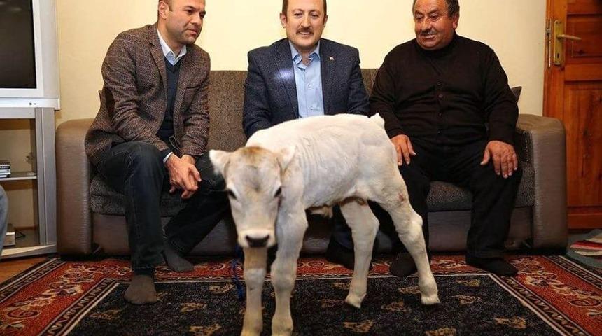 Premat&uuml;re Doğan Buzağıya Validen Altın