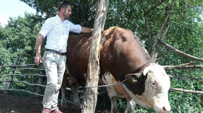 (&ouml;zel) 1.5 Tonluk Babayiğit, 41 Bin Tl&rsquo;ye Alıcısını Bekliyor