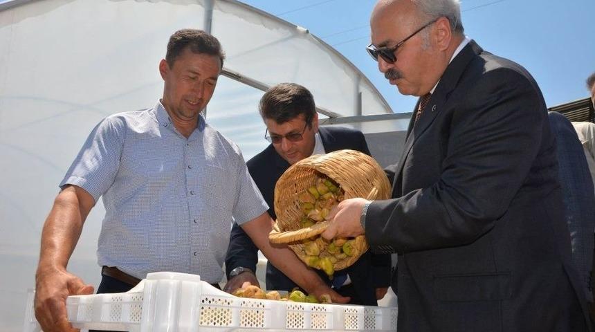 Kaliteli İncir İçin Devlet Destekleri Sürüyor